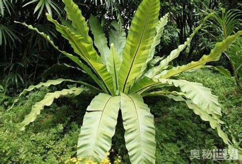 鳥巢蕨風水|鳥巢蕨是什麼，應該怎麼種植